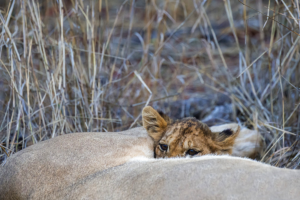 Lion (Panthera leo) cub suckling, Elephant Plains, Sabi Sand Game Reserve, South Africa, Africa