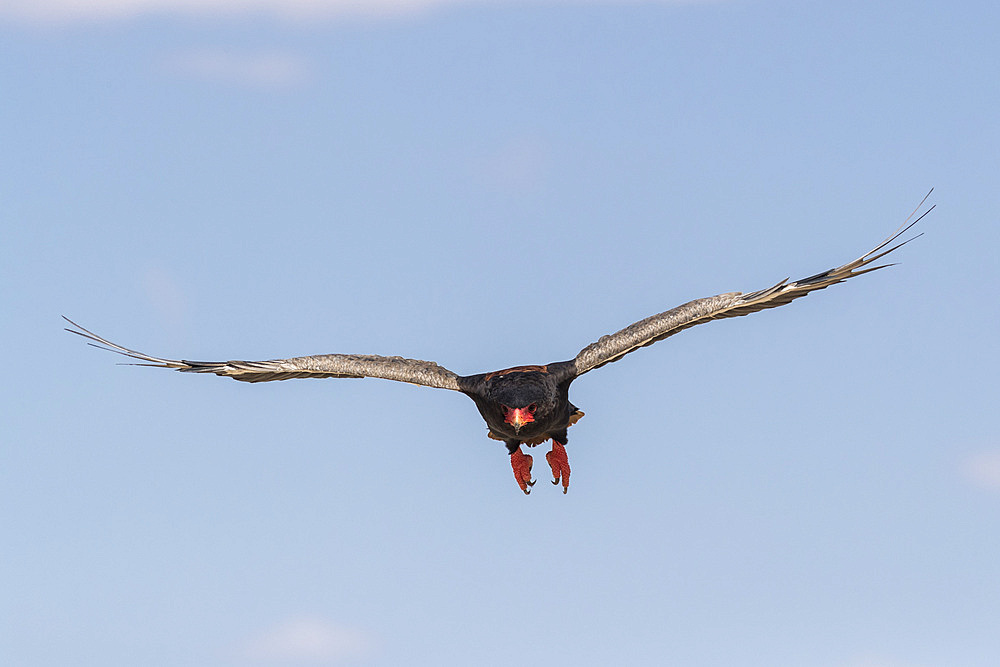 Bateleur (Terathopius ecaudatus) in flight, Kgalagadi Transfrontier Park, South Africa, Africa