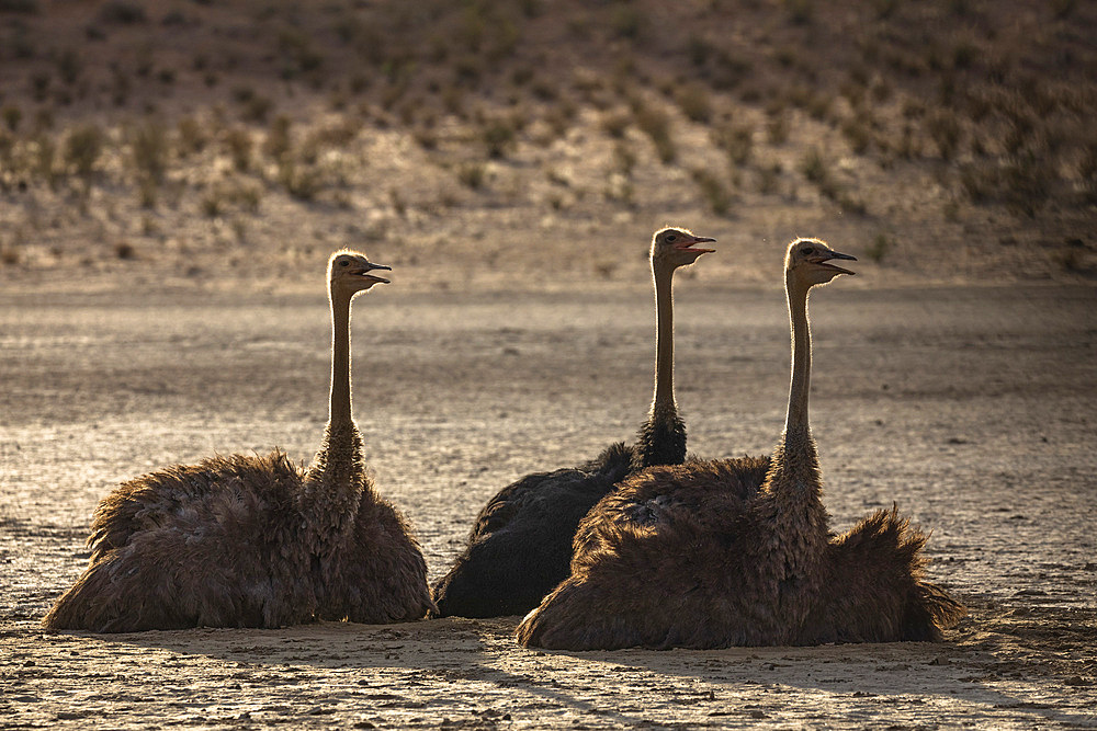 Ostrich (Struthio camelus), Kgalagadi Transfrontier Park, South Africa, Africa