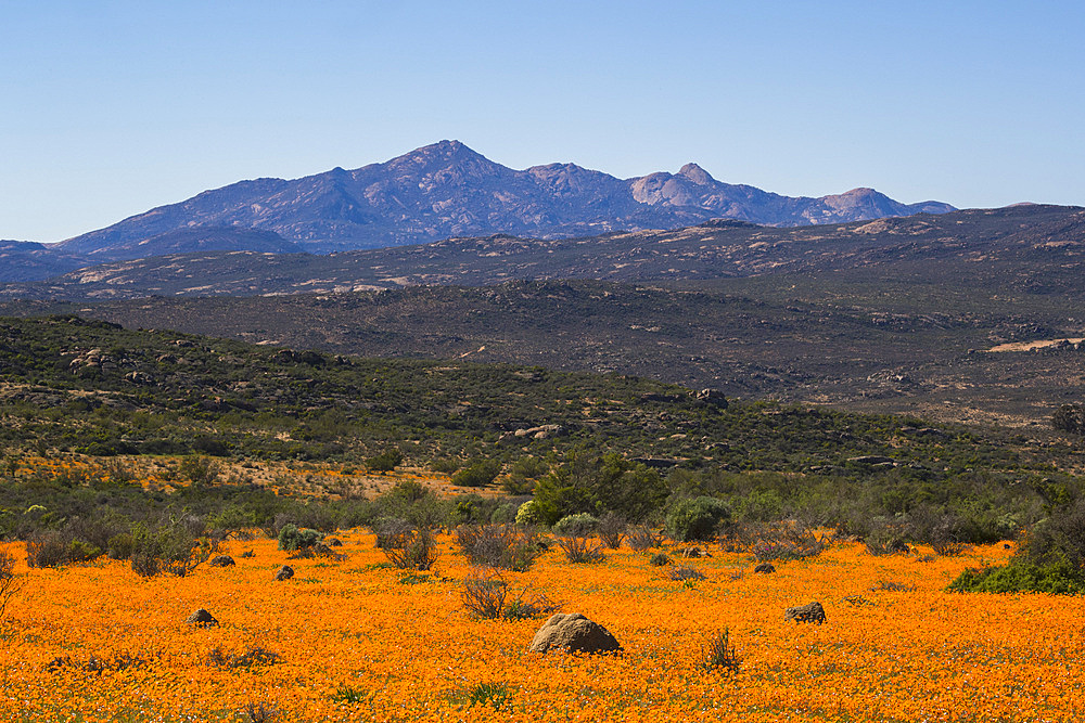 Carpet of orange glossy-eyed parachute-daisies (Ursinia cakilefolia), Skilpad, Namaqua National Park, South Africa, Africa