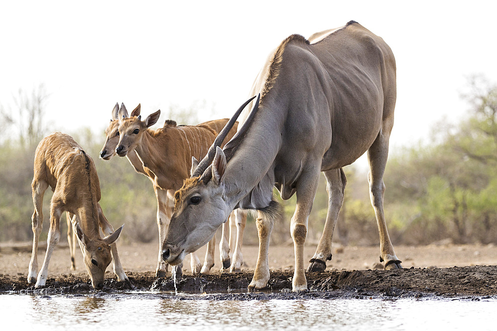 Eland (Taurotragus oryx), Mashatu Game Reserve, Botswana, Africa