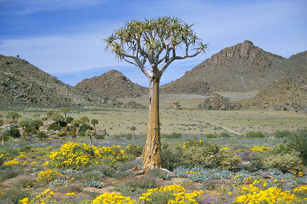 Quiver tree (Aloe dichotoma), Goegap Nature Reserve, Namaqualand, South Africa, Africa