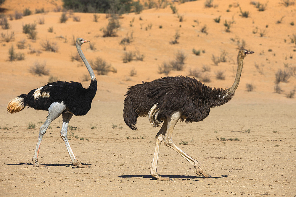 Ostrich (Struthio camelus) male (left) and female, Kgalagadi Transfrontier Park, South Africa, Africa