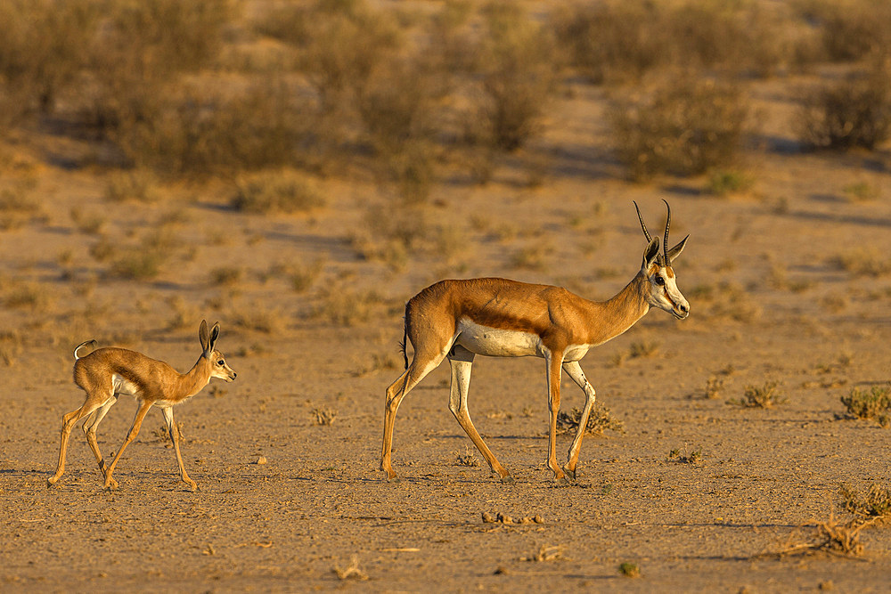 Springbok (Antidorcas marsupialis) and new-born calf, Kgalagadi Transfrontier Park, South Africa, Africa