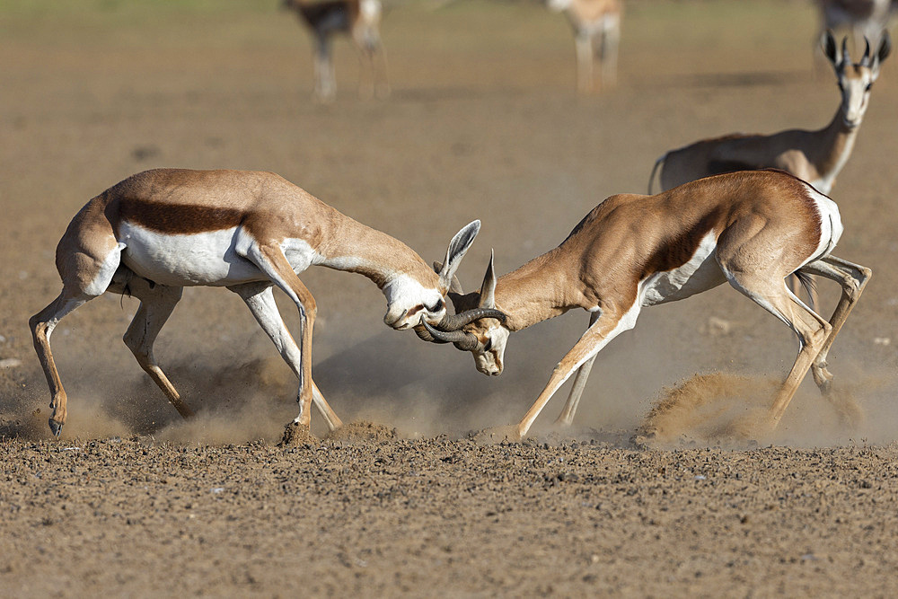 Springbok (Antidorcas marsupialis) fighting, Kgalagadi Transfrontier Park, South Africa, Africa