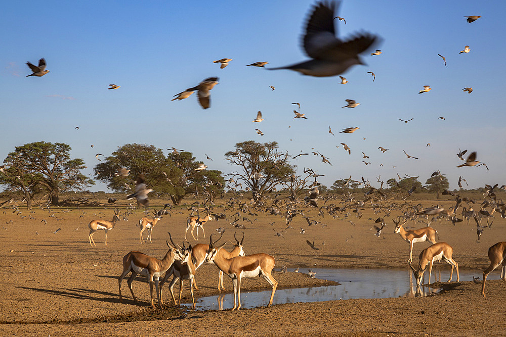 Springbok (Antidorcas marsupialis) herd at water, Kgalagadi Transfrontier Park, South Africa, Africa