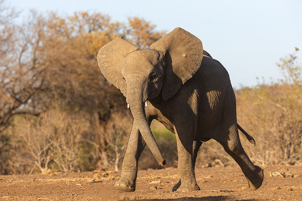 Elephant (Loxodonta africana) running to water, Mashatu Game Reserve, Botswana, Africa