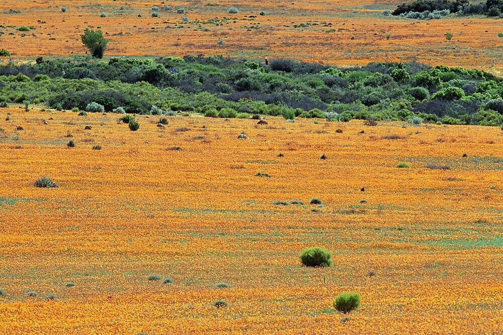 Carpet of spring flowers, Namaqua National Park, South Africa, Africa