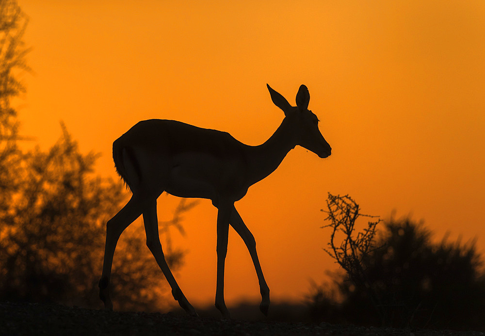 Impala (Aepyceros melampus), Mashatu Game Reserve, Botswana, Africa