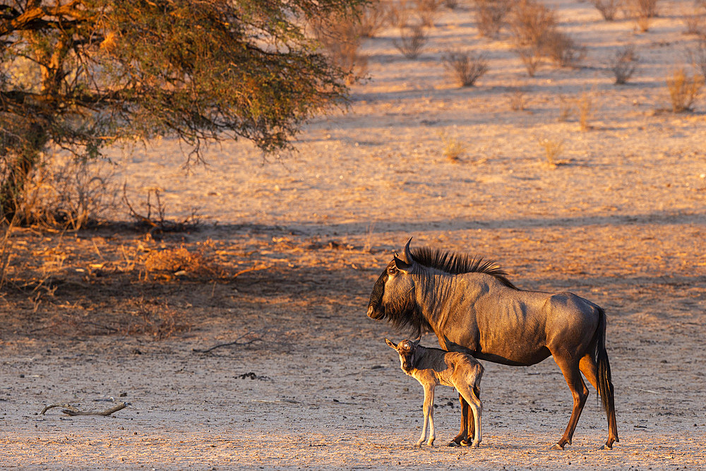 Wildebeest (Connochaetes taurinus) with calf, Kgalagadi Transfrontier Park, South Africa, Africa