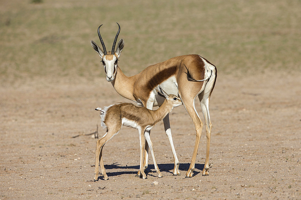 Springbok (Antidorcas marsupialis) and new-born calf suckling, Kgalagadi Transfrontier Park, South Africa, Africa