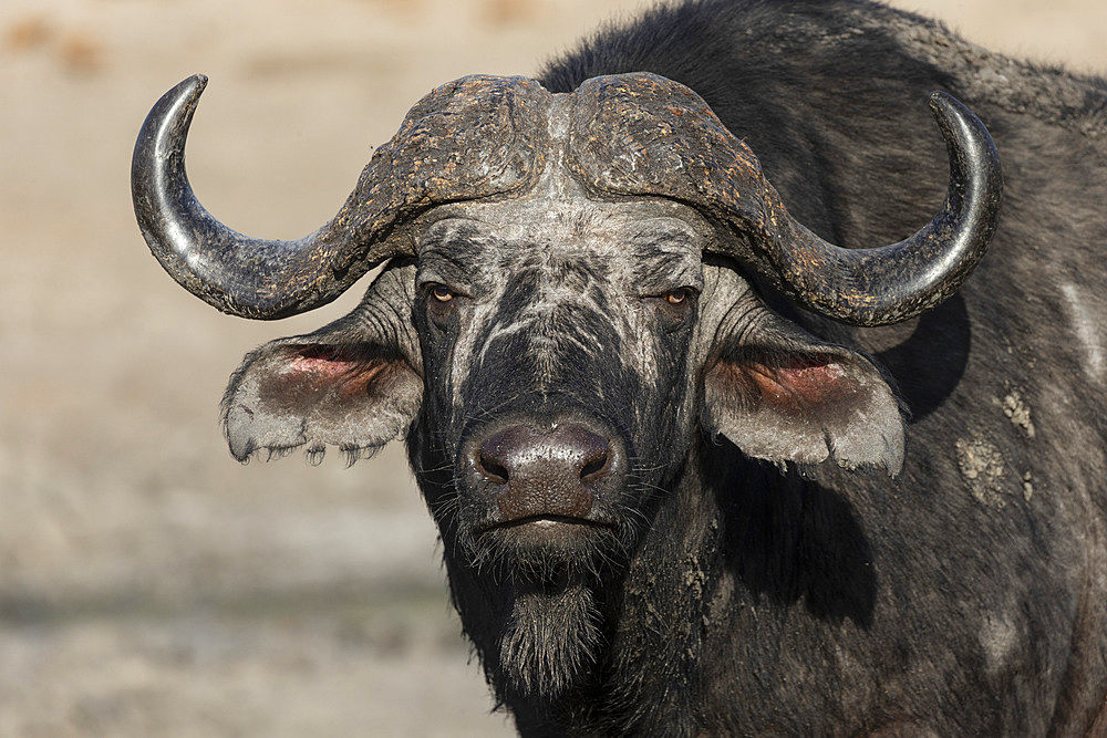 Cape buffalo (Syncerus cafer), Elephant Plains, Sabi Sand Game Reserve, South Africa, Africa