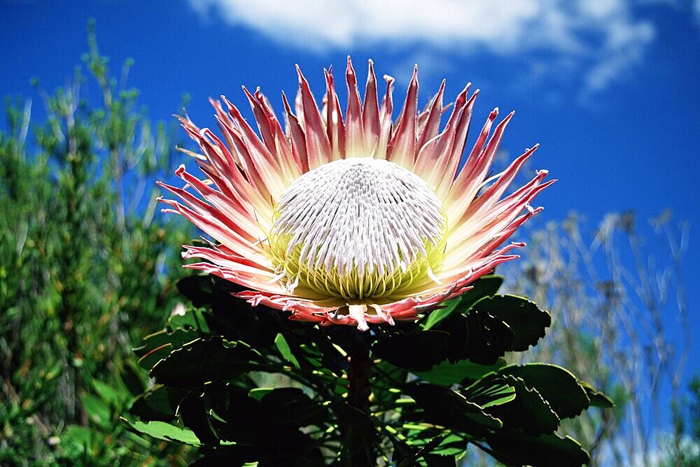 Flower of the king protea, Protea cynaroides, Kirstenbosch Botanical Gardens, Cape Town, South Africa, Africa