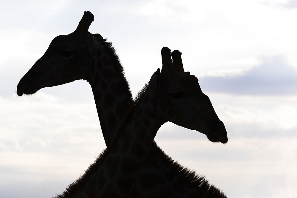 Giraffe (Giraffa camelopardalis) males, Kgalagadi Transfrontier Park, South Africa, Africa