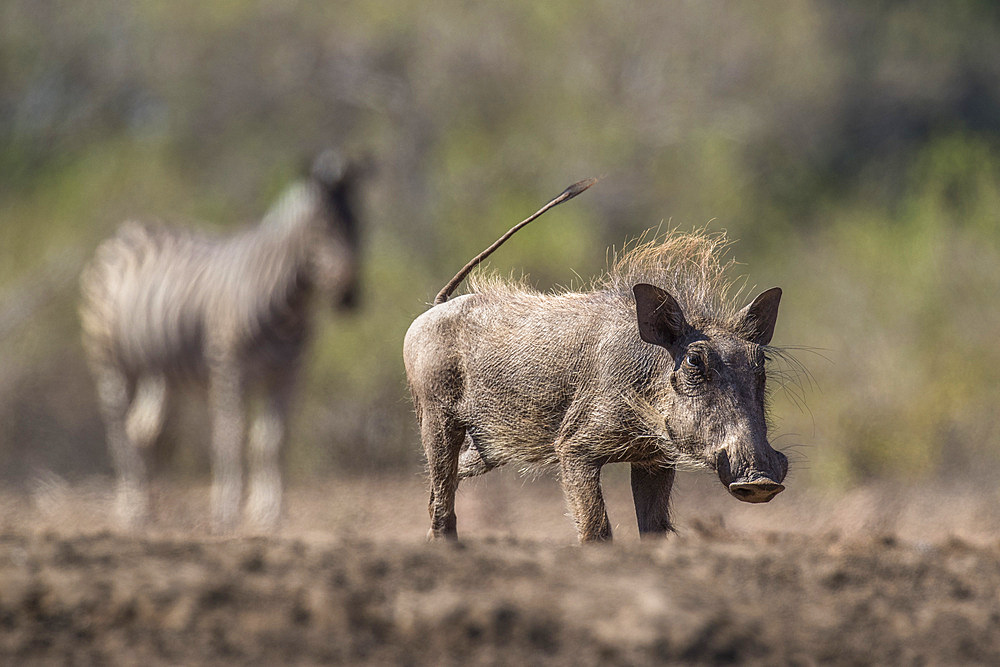 Warthog (Phacochoerus africanus), Mashatu Game Reserve, Botswana, Africa