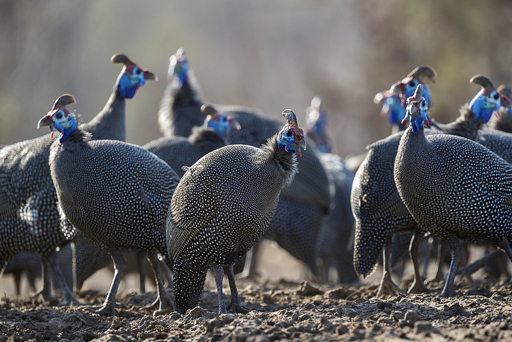 Helmeted guineafowl (Numida meleagris), Mashatu Game Reserve, Botswana, Africa