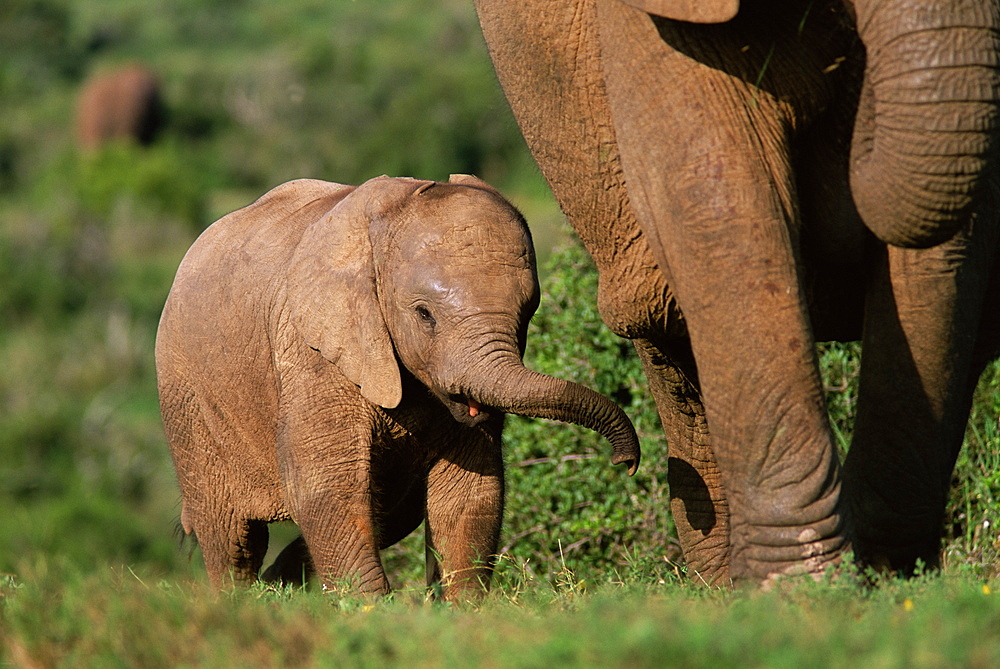 Young African elephant (Loxodonta africana), Addo National Park, South Africa, Africa