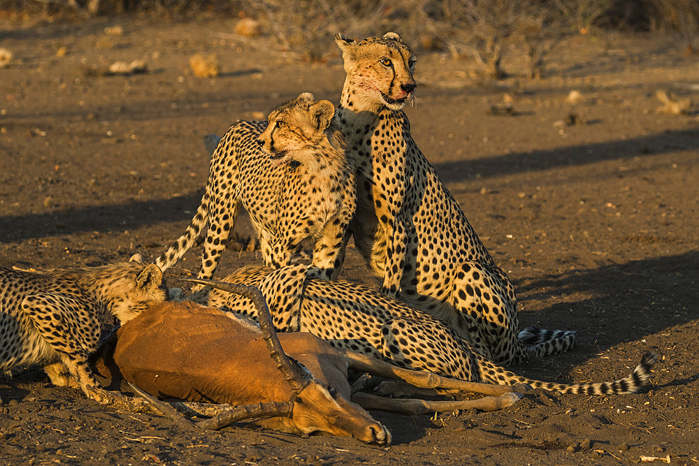 Cheetahs (Acinonyx jubatus) with impala kill, Northern Tuli Game Reserve, Botswana, Africa