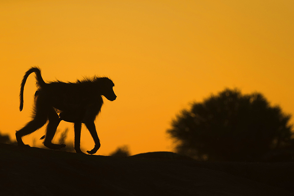 Chacma baboon (Papio ursinus) carrying infant, Mashatu Game Reserve, Botswana, Africa