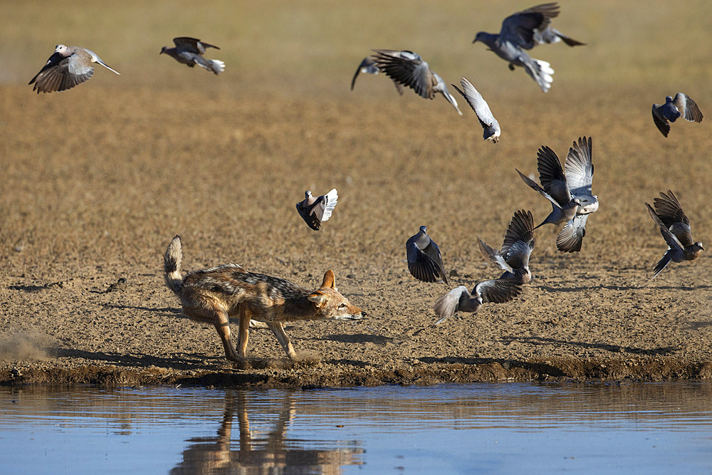 Blackbacked jackal (Canis mesomelas) chasing Cape turtle doves (Streptopilia capicola), Kgalagadi Transfrontier Park, South Africa, Africa