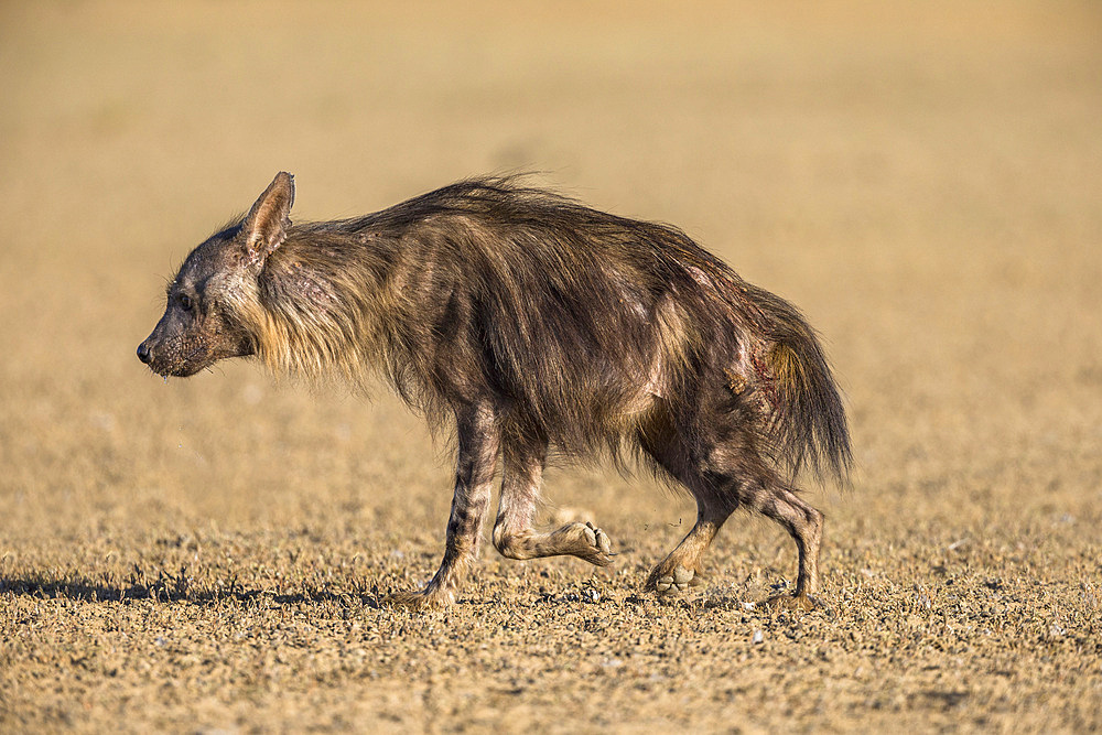 Brown hyena (Hyaena brunnea), Kgalagadi Transfrontier Park, South Africa, Africa