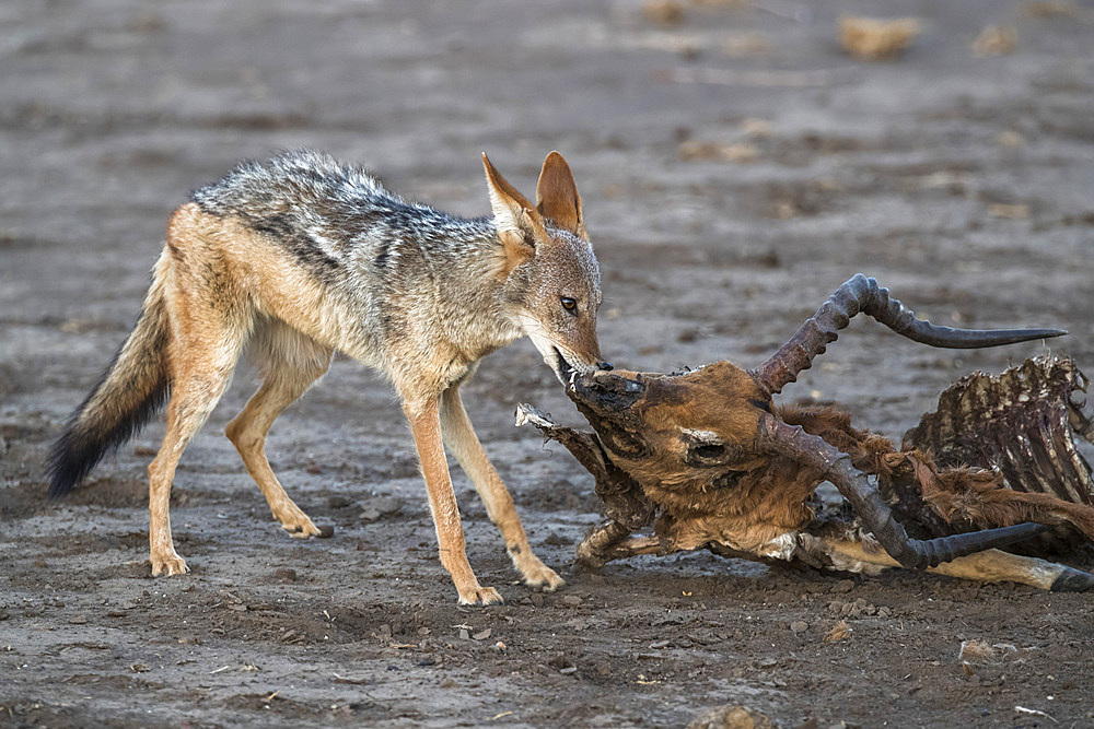 Blackbacked jackal (Canis mesomelas) scavenging from dead impala carcass, Mashatu Game Reserve, Botswana, Africa