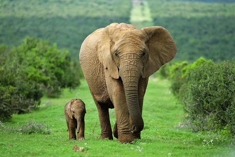 Mother and calf, African elephant (Loxodonta africana), Addo National Park, South Africa, Africa