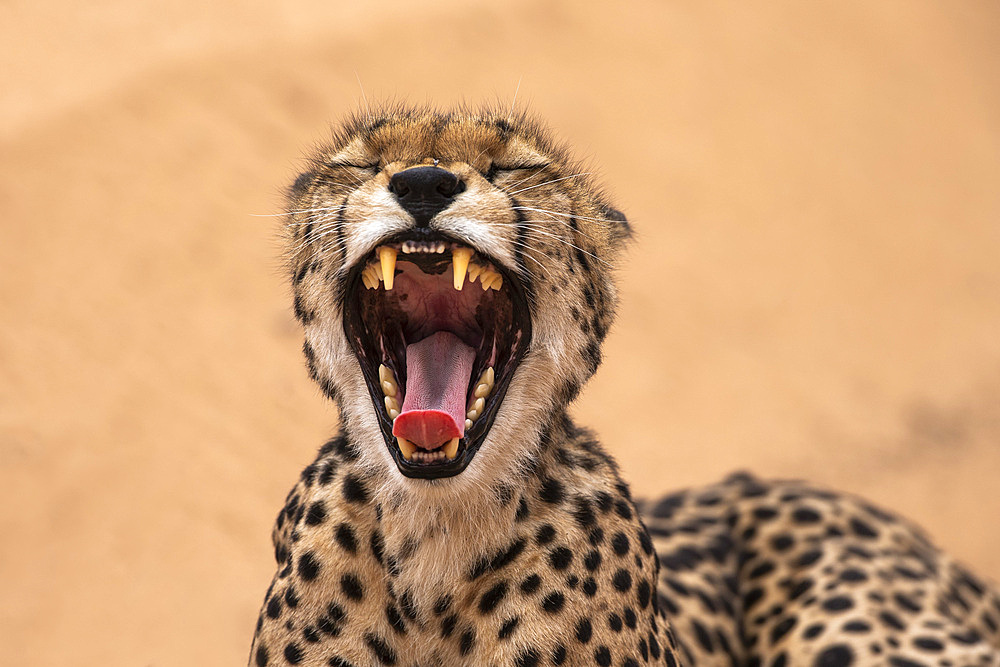 Cheetah (Acinonyx jubatus) yawning, Kgalagadi Transfrontier Park, South Africa, Africa