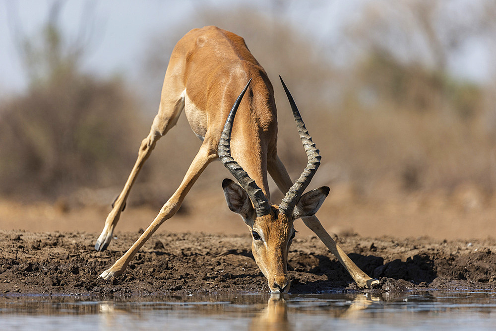 Impala (Aepyceros melampus), Mashatu Game Reserve, Botswana, Africa