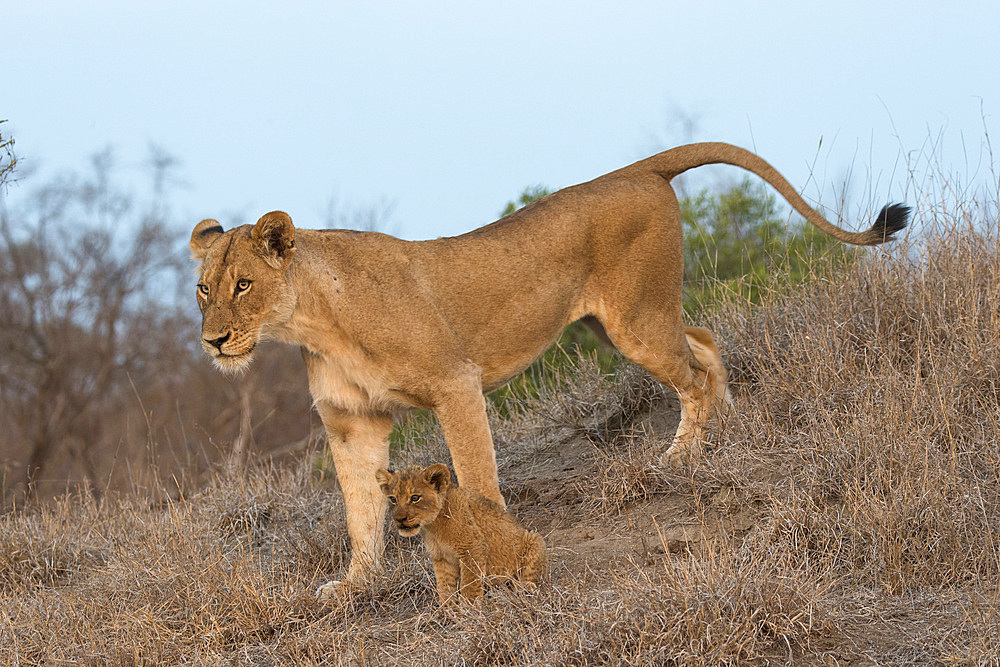 Lioness (Panthera leo) with cub, Elephant Plains, Sabi Sand Game Reserve, South Africa, Africa