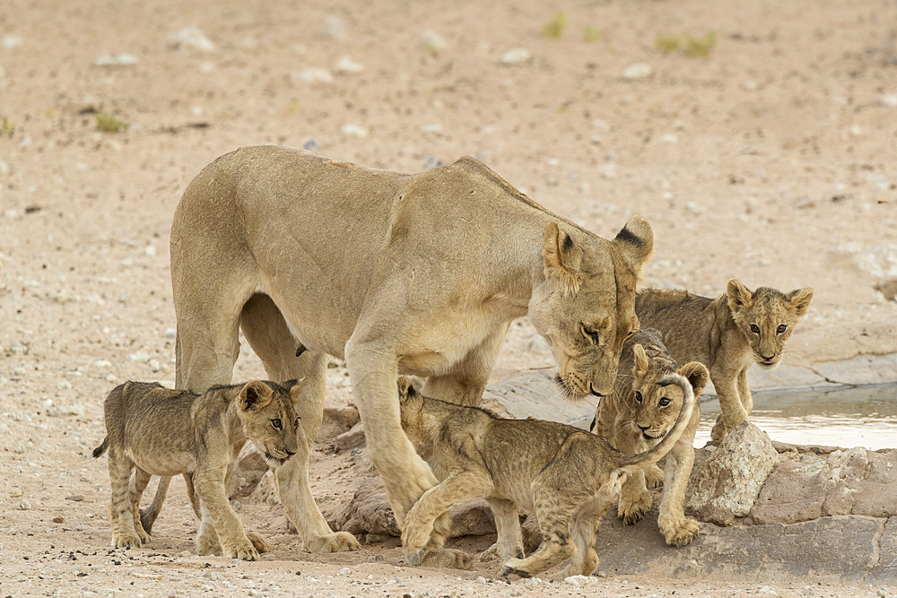 Lioness (Panthera leo) with cubs, Kgalagadi Transfrontier Park, South Africa, Africa