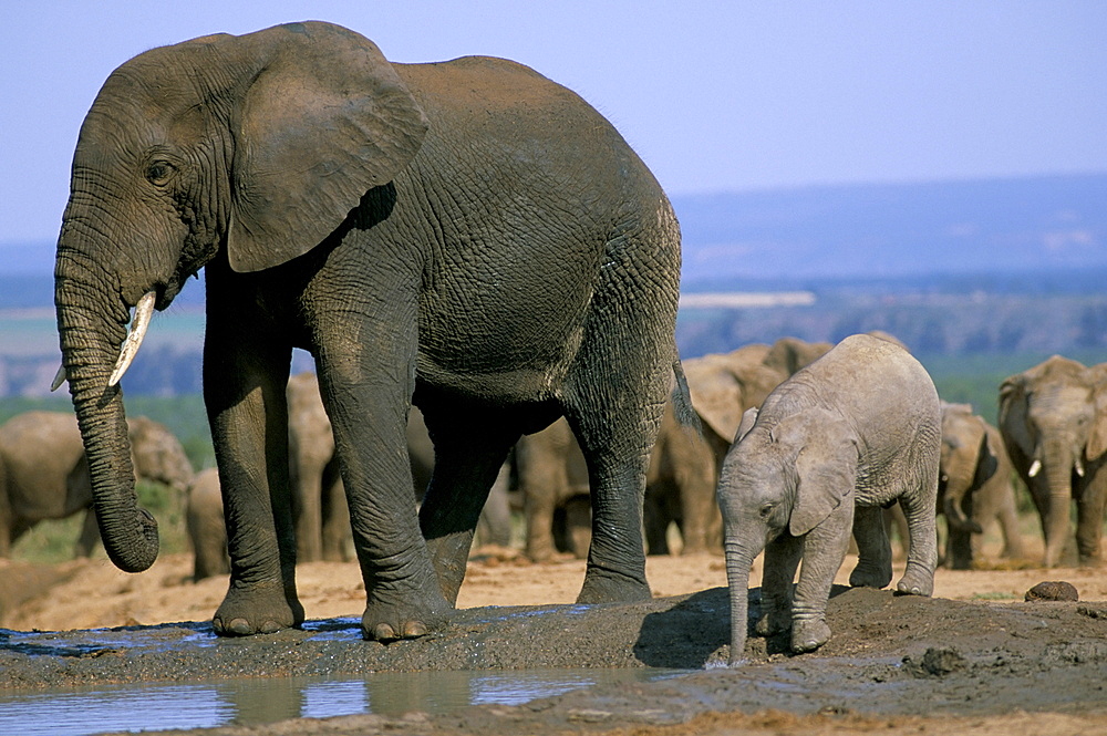 African elephant (Loxodonta africana) at water hole, Greater Addo National Park, South Africa, Africa