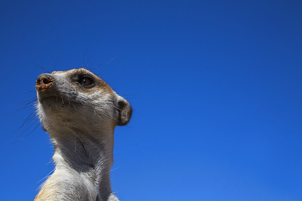 Meerkat (Suricata suricatta), Kgalagadi Transfrontier Park, Northern Cape, South Africa, Africa