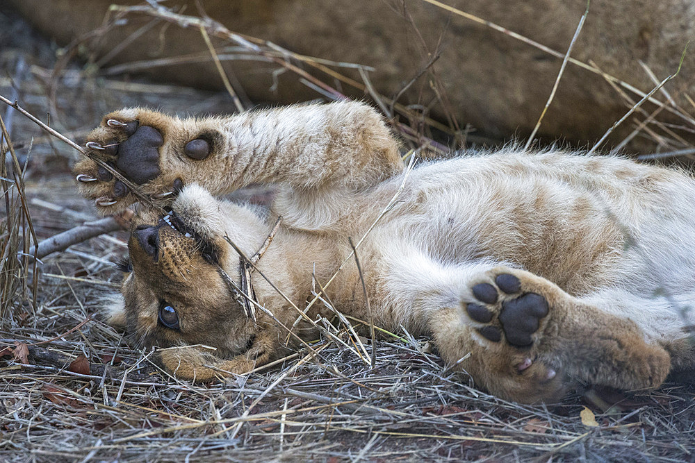 Lion (Panthera leo) cub resting, Elephant Plains, Sabi Sand Game Reserve, South Africa, Africa