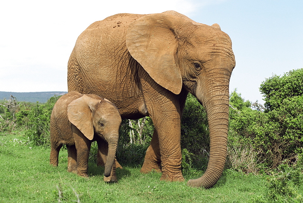 Mother and calf, African elephant (Loxodonta africana) Addo National Park, South Africa, Africa