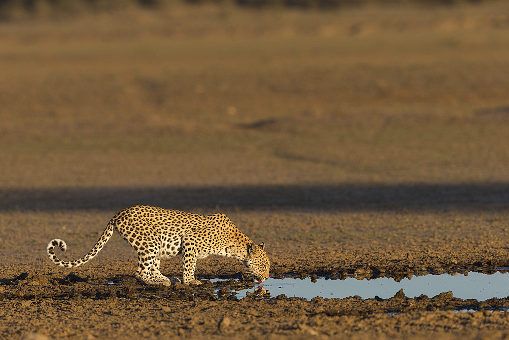 Leopard (Panthera pardus) female drinking, Kgalagadi Transfrontier Park, South Africa, Africa