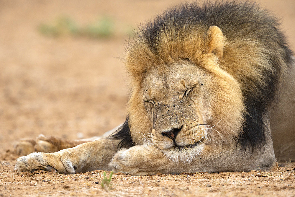 Lion (Panthera leo) sleeping, Kgalagadi Transfrontier Park, South Africa, Africa