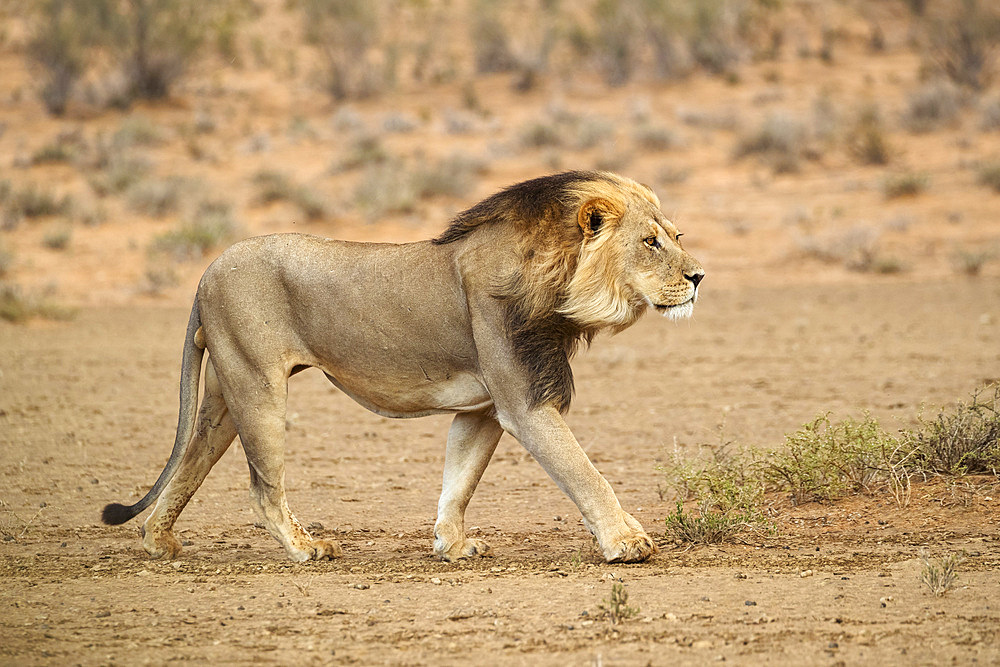 Lion (Panthera leo) on the move, Kgalagadi Transfrontier Park, South Africa, Africa