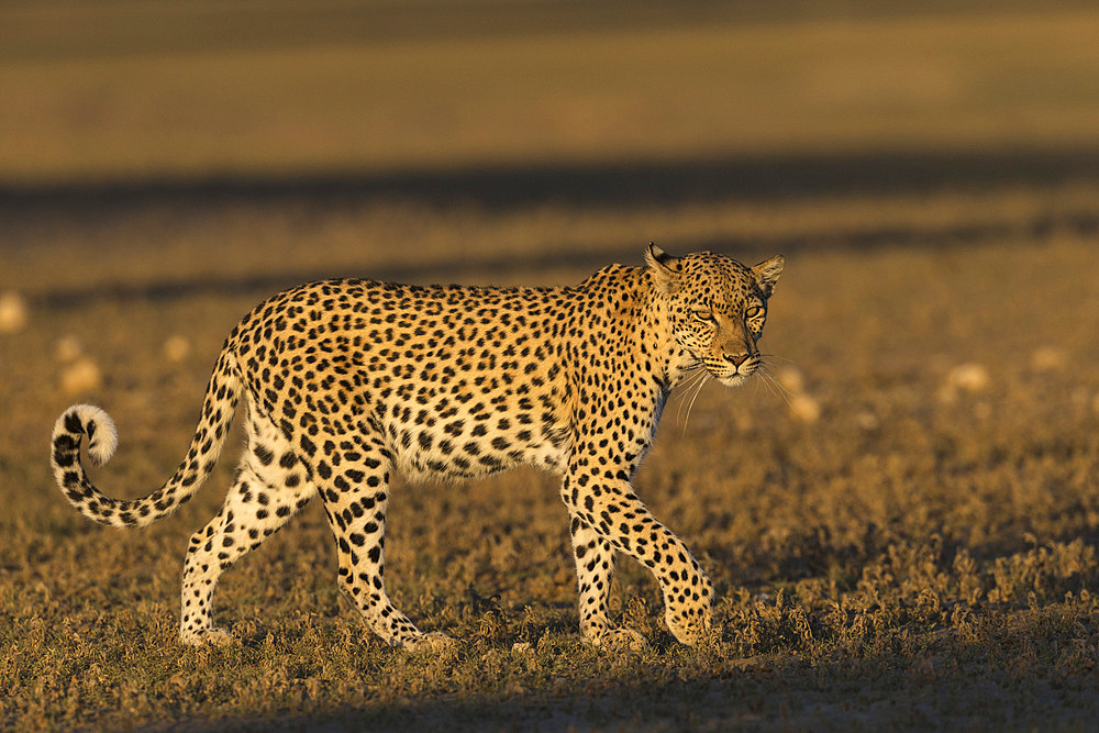 Leopard (Panthera pardus) female, Kgalagadi Transfrontier Park, South Africa, Africa