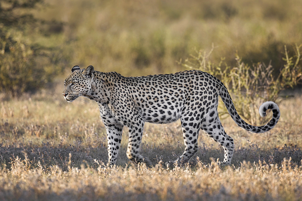 Leopard (Panthera pardus) female, Kgalagadi Transfrontier Park, South Africa, Africa