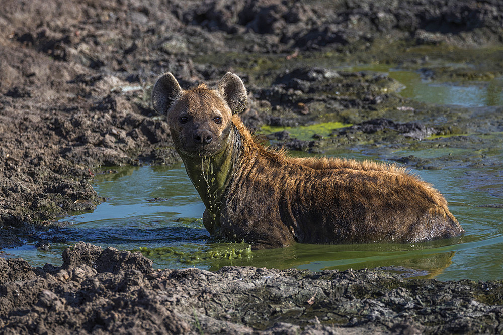 Spotted hyena (Crocuta crocuta) cooling off, Elephant Plains, Sabi Sand, South Africa, Africa