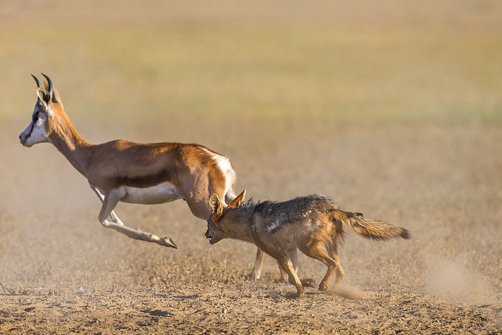 Blackbacked jackal (Canis mesomelas) chasing springbok, Kgalagadi Transfrontier Park, South Africa, Africa