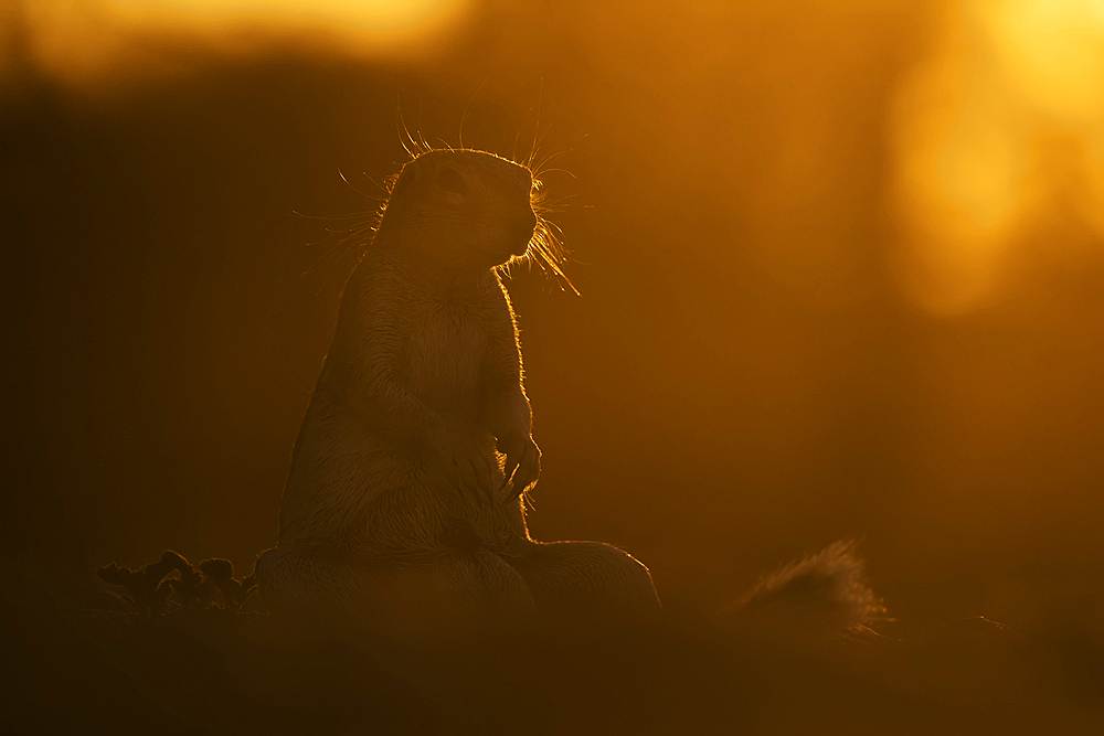 Ground squirrel (Xerus inauris), Kgalagadi Transfrontier Park, South Africa, Africa