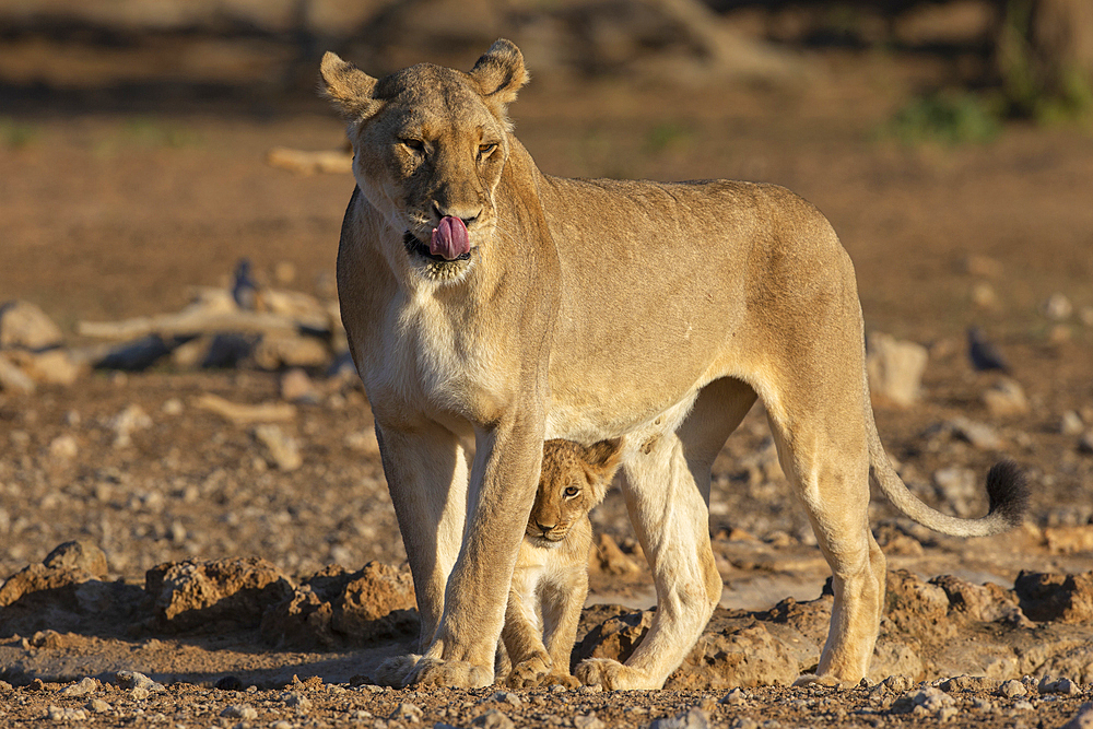 Lioness (Panthera leo) with cub, Kgalagadi Transfrontier Park, South Africa, Africa