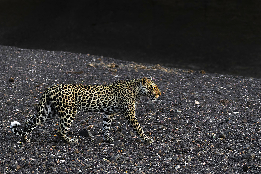 Leopard (Panthera pardus) female, Mashatu Game Reserve, Botswana, Africa