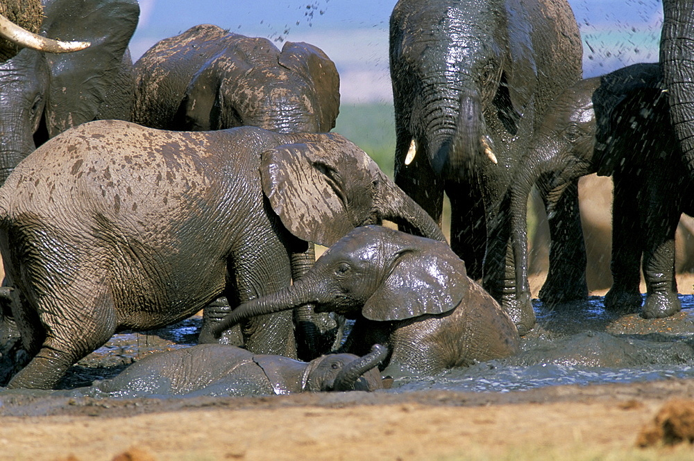 African elephant (Loxodonta africana) mudbathing, Addo National Park, South Africa, Africa