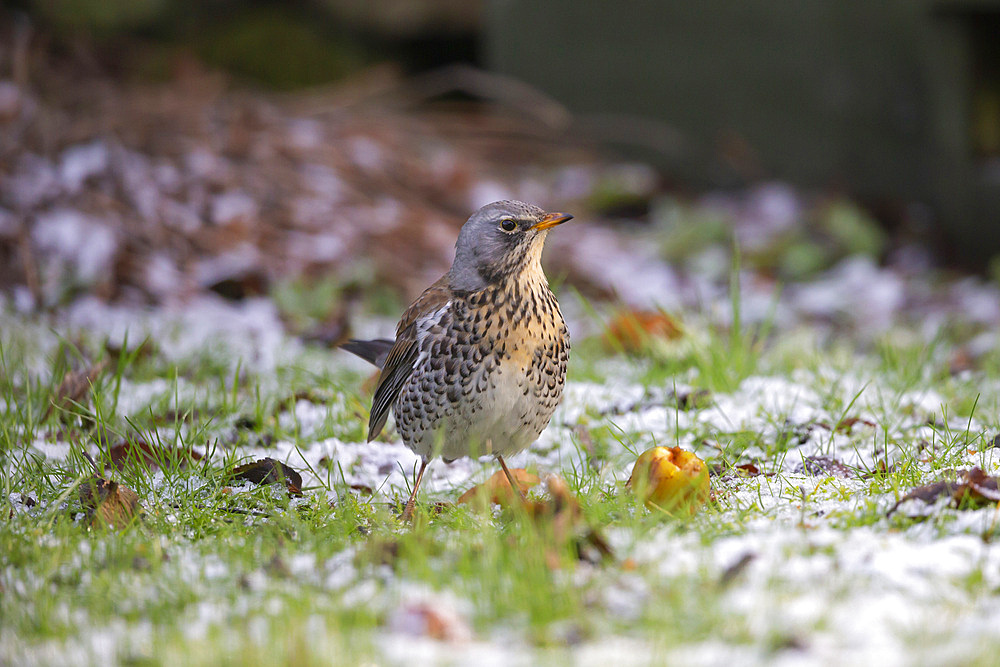 Fieldfare (Turdus pilaris), Northumberland National Park, England, United Kingdom, Europe