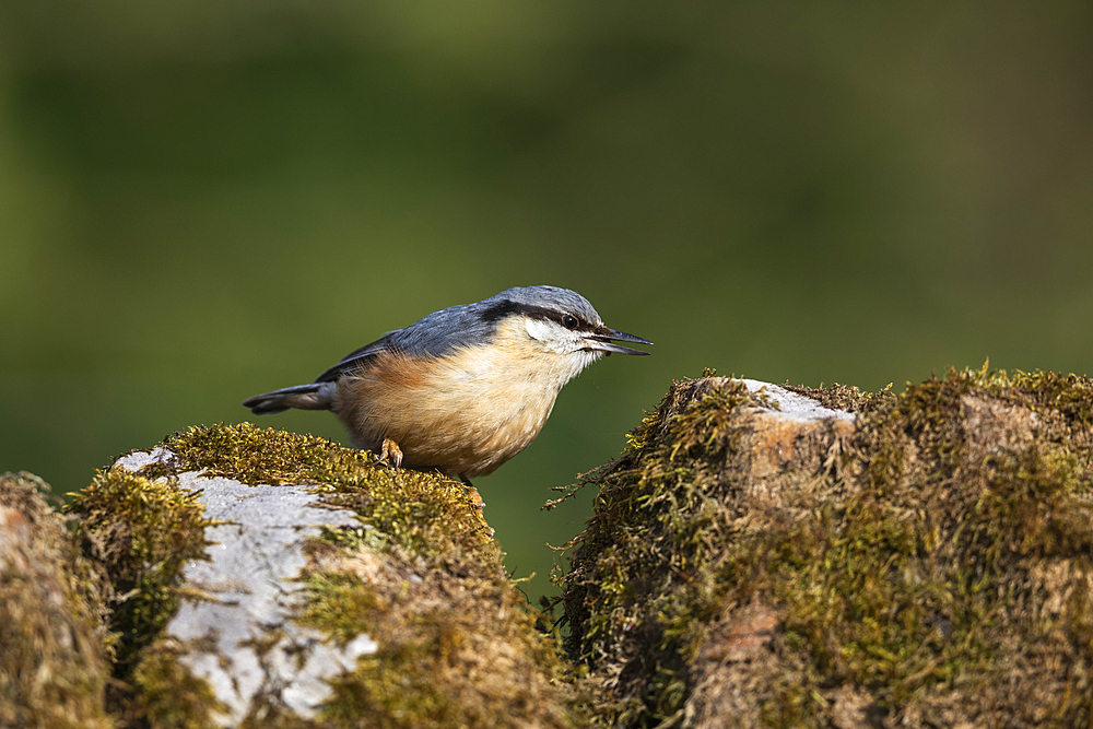 Nuthatch (Sitta europaea), Northumberland National Park, England, United Kingdom, Europe