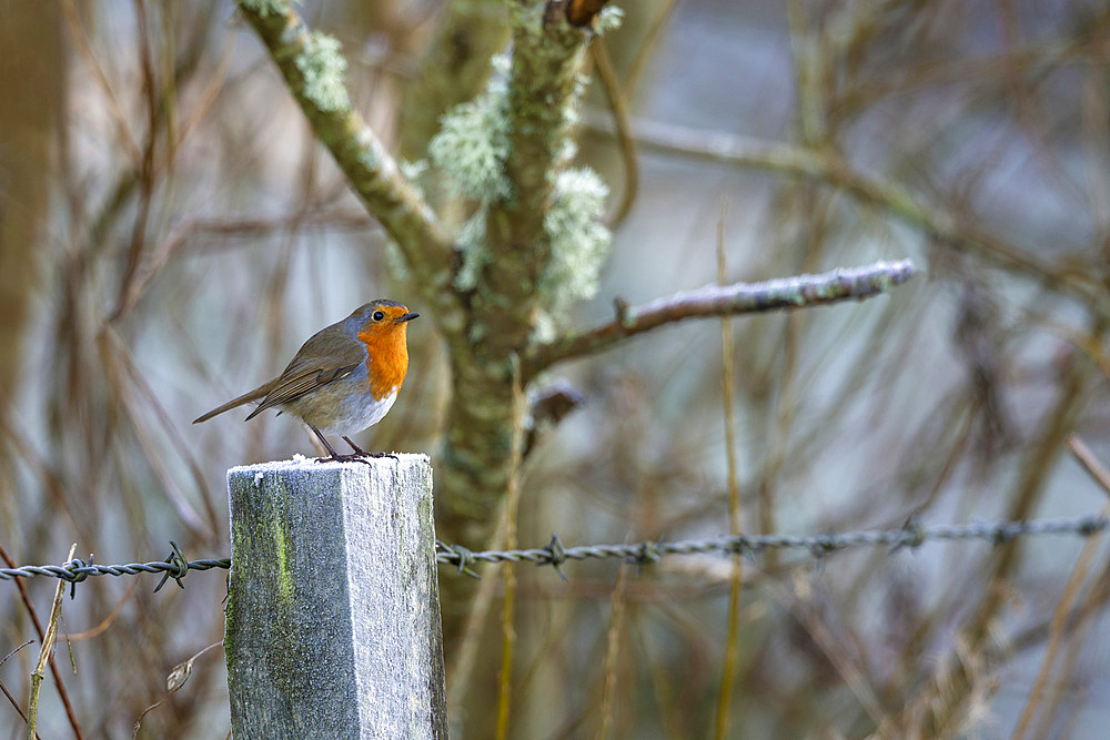 Robin (Erithacus rubecula), Northumberland National Park, England, United Kingdom, Europe