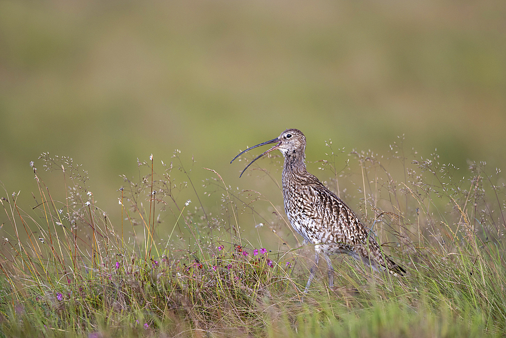 Curlew (Numenius arquata), Northumberland National Park, England, United Kingdom, Europe